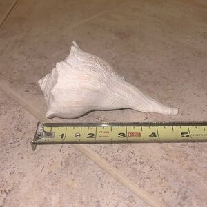 Conch Shell